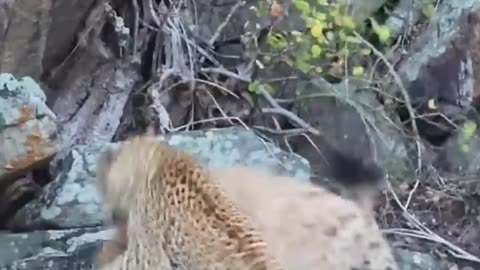 Leopard vs Hyena fight for dead antelope