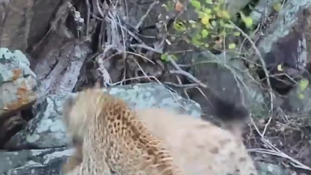 Leopard vs Hyena fight for dead antelope