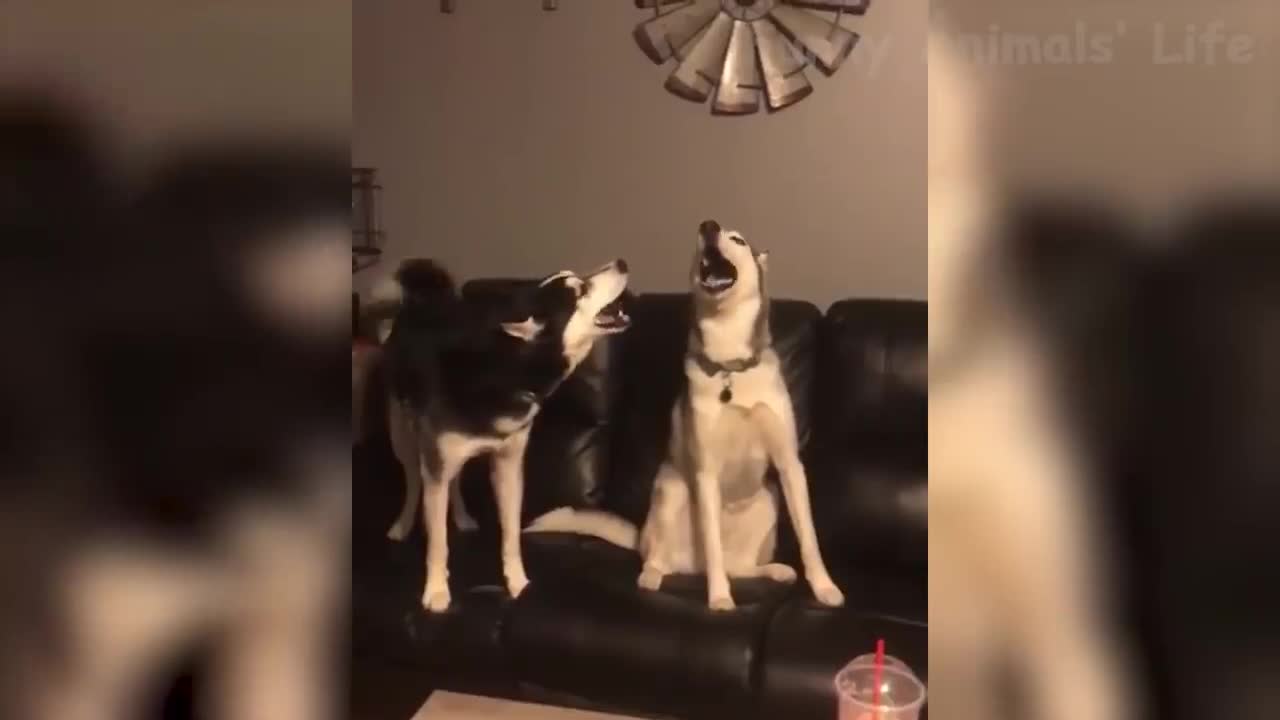 Funny Cats And Dogs