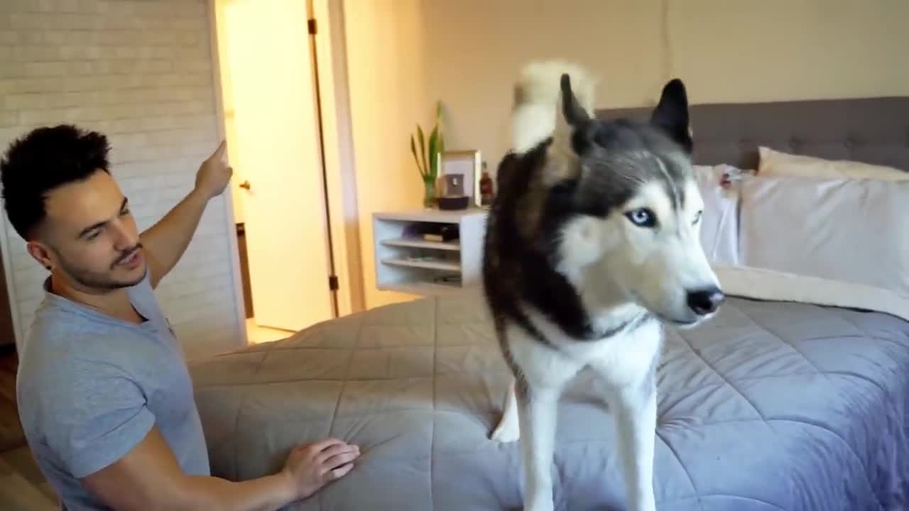 My Husky REFUSES To Take A Bath