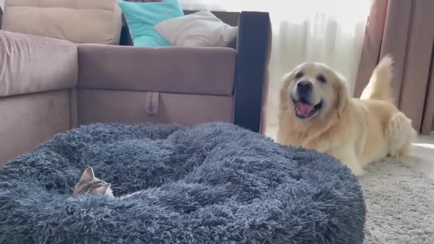 Golden golden retriever shot by a kitten