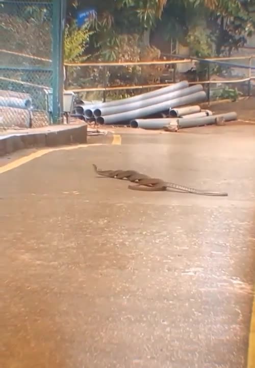 best video action animal | amazing video animal | 2022 #shorts