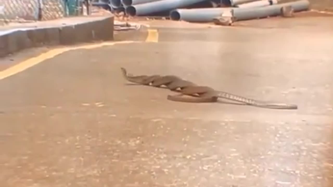 best video action animal | amazing video animal | 2022 #shorts