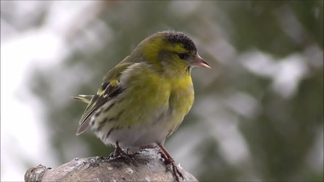 A Beatiful Green Bird