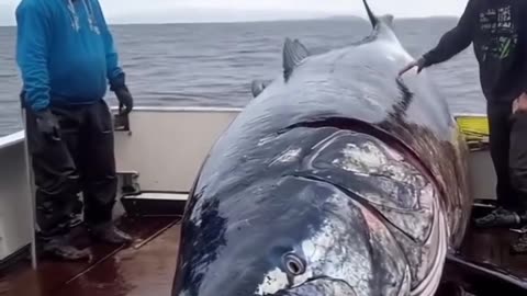 Biggest tuna fish caught - unreal animals