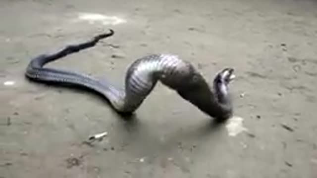 Amaging Cobra Snake ate Big Egg and Omit it