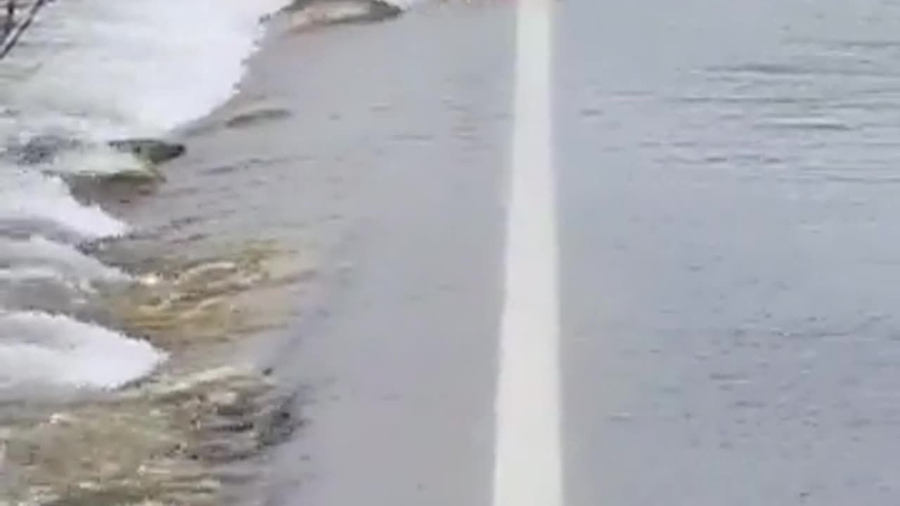 Salmon crossing a flooded road during migration