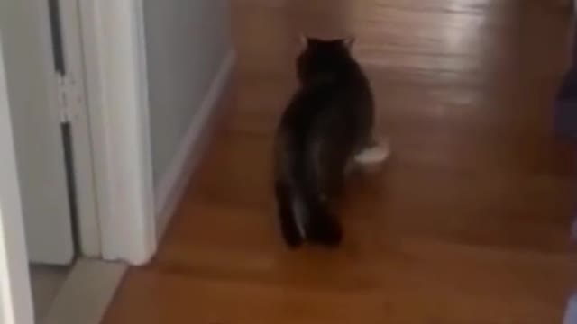 Caty funny zone