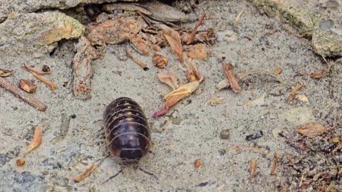 A woodlouse on a stone staircase / normal and close-up.