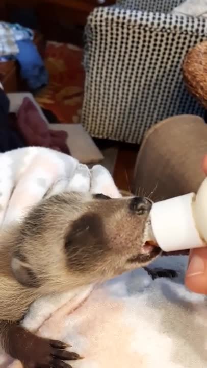 Koopur-our pet raccoon-bottle time!