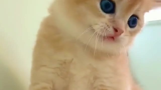 sweet cato๐๐