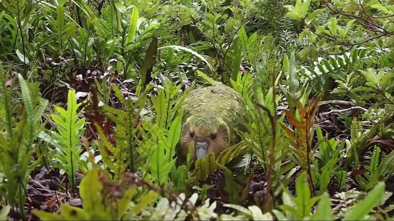 kakapo, or owl parrot, Strigops habroptila (crochet)