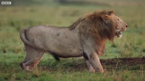 Lion Trapped by Clan of Hyenas | Dynasties | BBC Earth