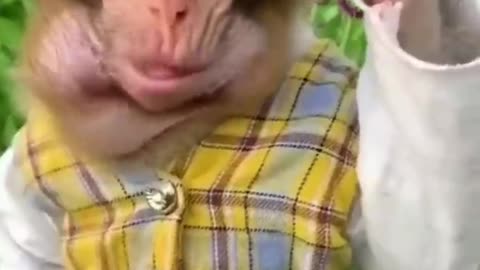 Funny animals video