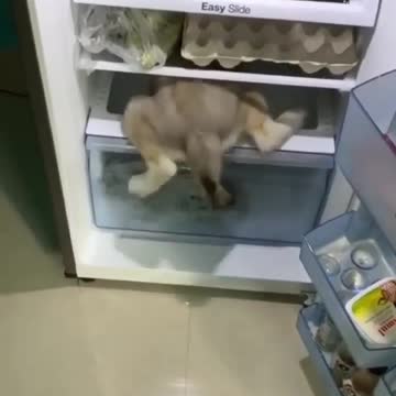 Dog video for nice video 😊📸