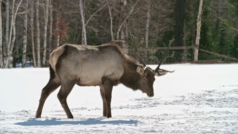 huge wild deer