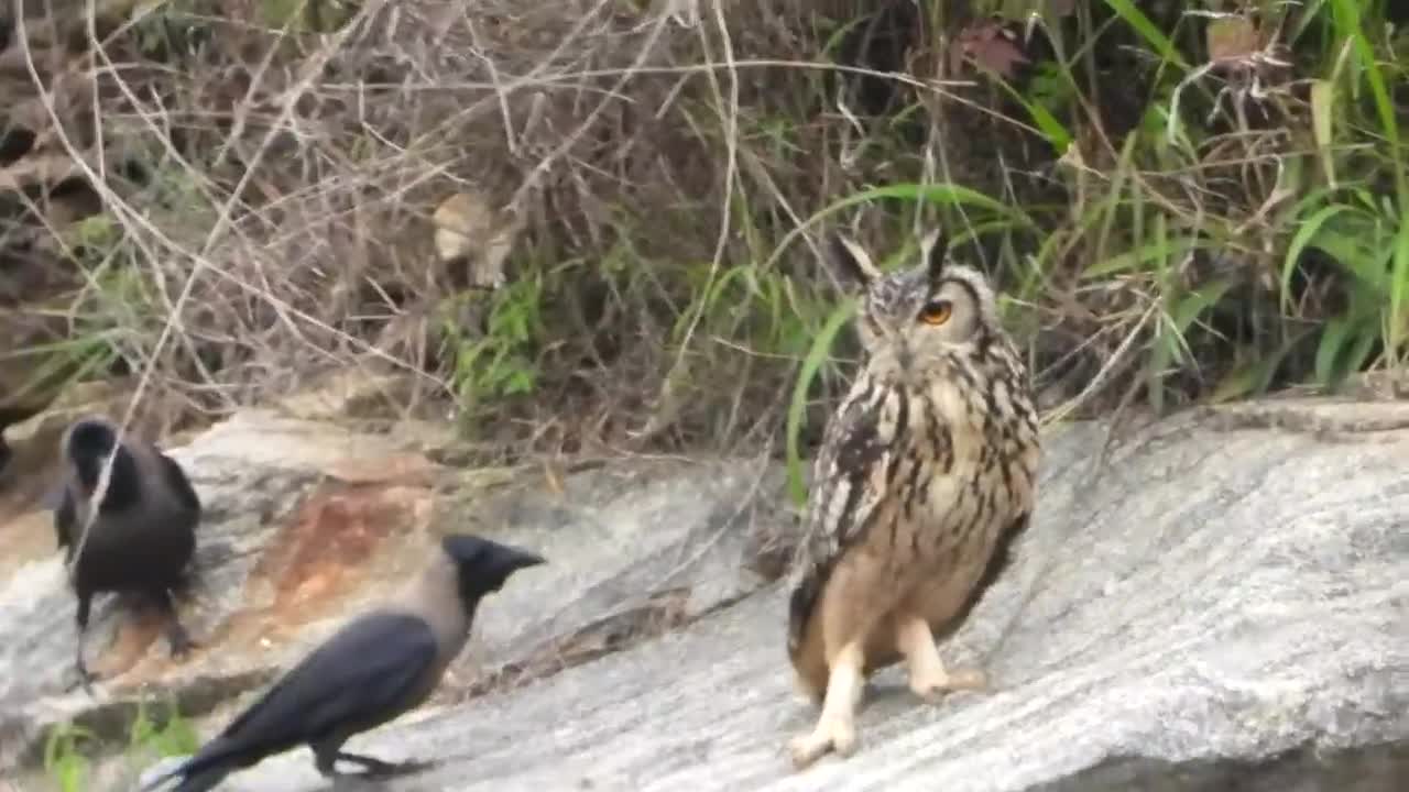 Curious Crow and Furious Rock Eagle Owl