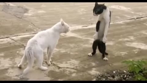 cat fight viral video 🐱🐱