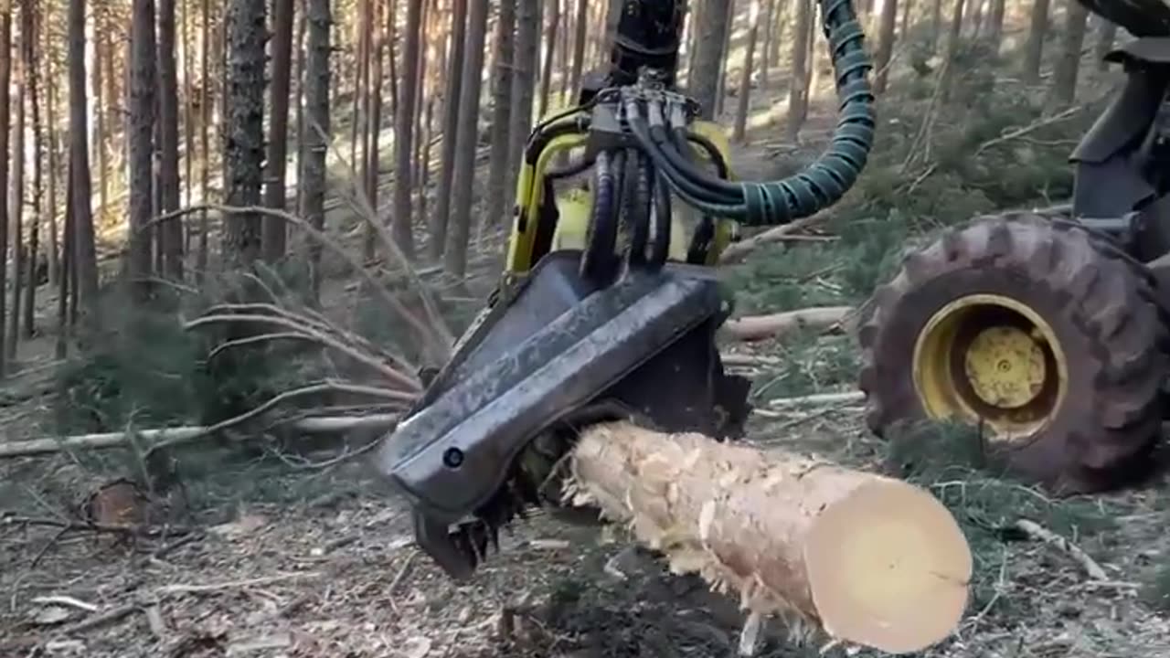 amazing way to tree cutting