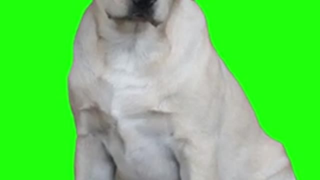 Dog Green Screen