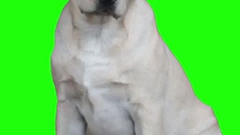 Dog Green Screen