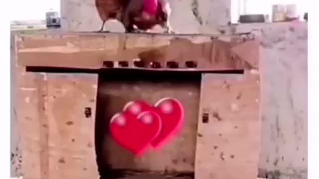 WATCH HOW A HEN RELEASES A ROOSTER FROM PRISON