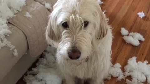 White dog looking sad about ripping sofa