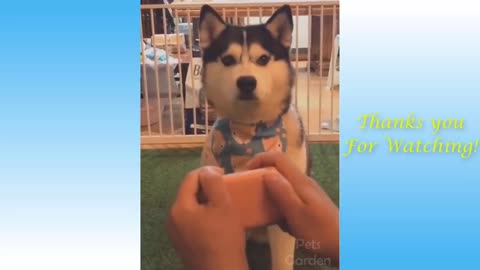 video of cute pets and their funny reaction