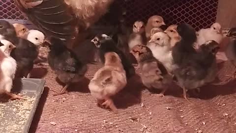 How to grow up chicken?