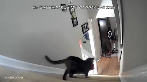 Funny Dogs And Cats Videos 2024 😅