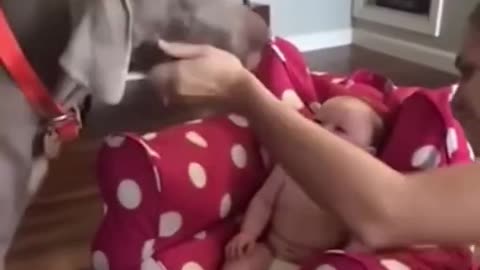 Baby and Dogs Funny Videos
