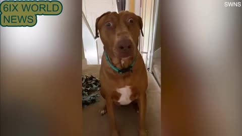 Rescue dog looks surprised due to rare birth defect