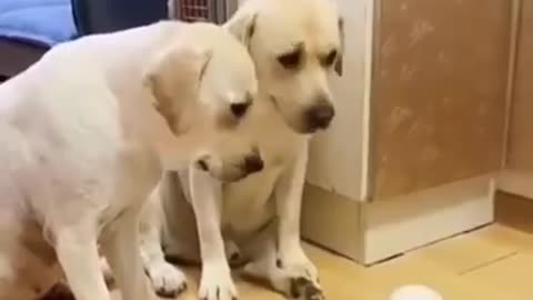 super funny dogs