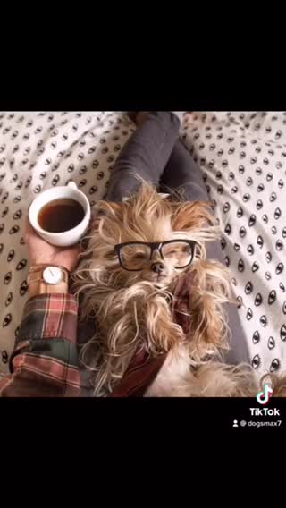 Love dogs very nice dogs