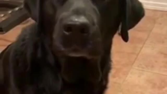 Dog is waiting for his next meal just like a boss