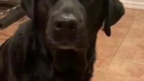 Dog is waiting for his next meal just like a boss