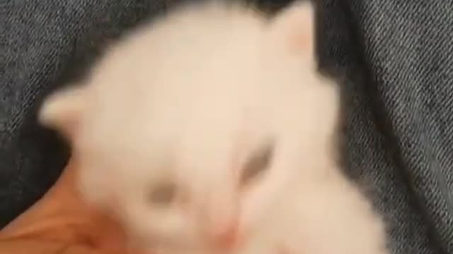 Baby Cats - Cute Cats Funny Videos Compilations