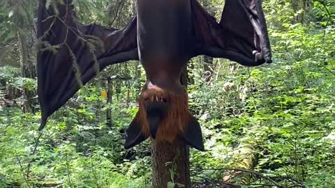 Robot Bat Hanging In The Woods