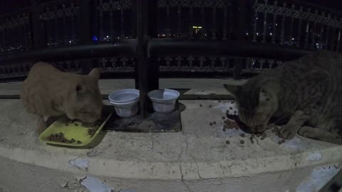 CHRIS MARTIN & MICHAEL JACKSON - Homeless cats in Ras Al Khaimah, UAE #ChrisMartin #MichaelJackson