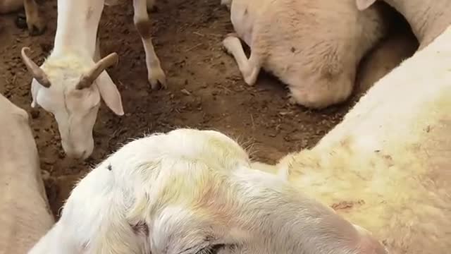 Flock of sheep sleeping at dawn