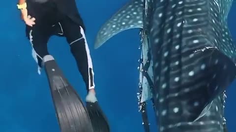 Will you risk your life to save a whale shark