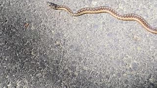 CUTE OR NO? snake on path