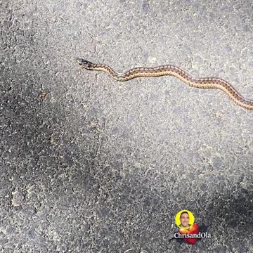 CUTE OR NO? snake on path