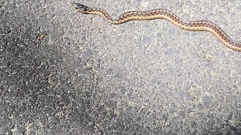 CUTE OR NO? snake on path