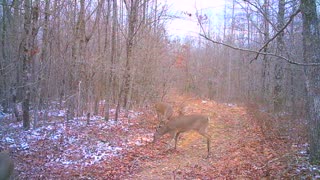 Does in the winter woods