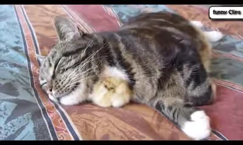 Funny Animal Cats Adopting Baby Birds Compilation Cats