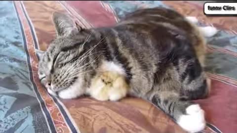 Funny Animal Cats Adopting Baby Birds Compilation Cats