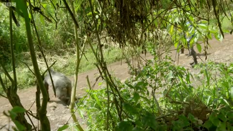 Silverback Gorilla Stops Traffic to Cross Road