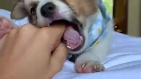 why you gotta be so cute tho_🥺 #dogs #shorts