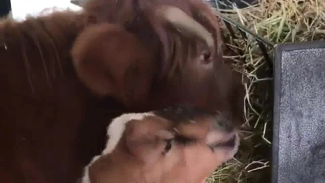 A Cow Eats Beside A Goat in The Barn.